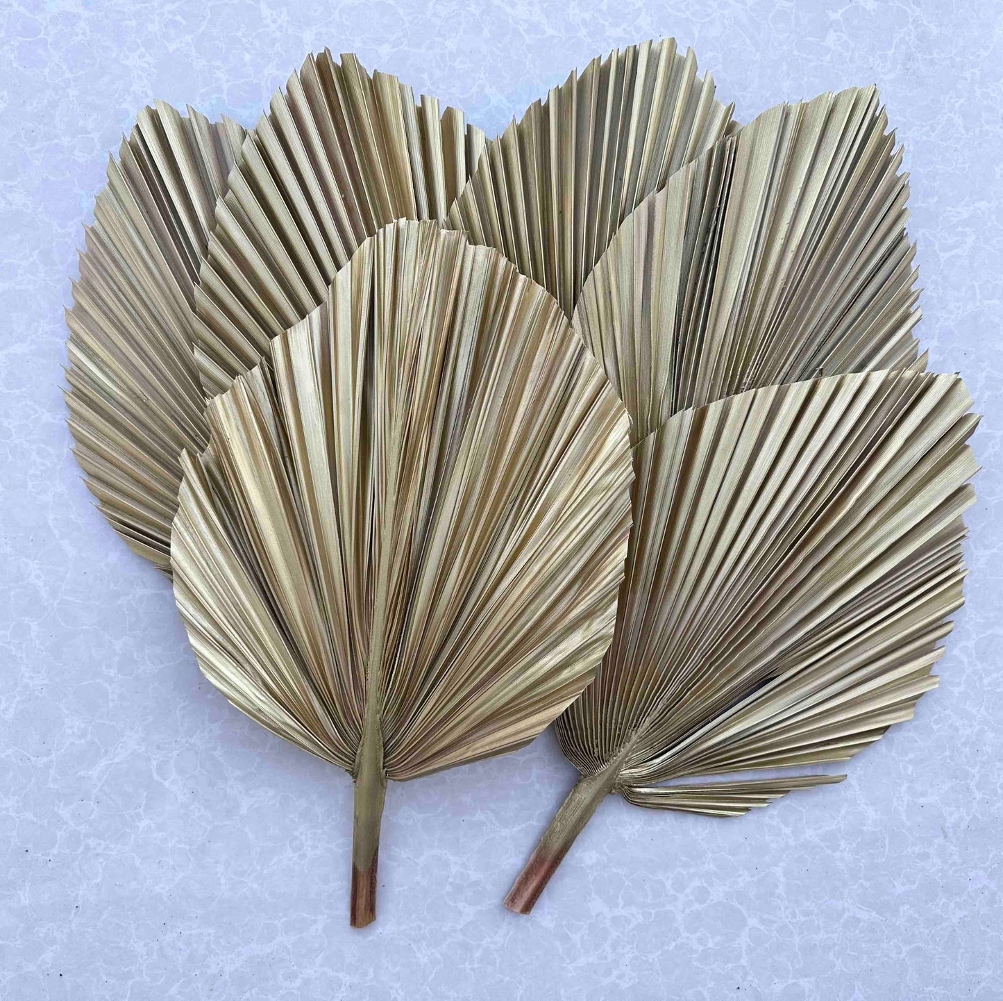 Includes 3 Palms: 12"W X 17"L Medium GOLD Dried Palm Leaf | Palm Fan | Tropical Decor | DIY Floral Arrangements | Home | Party | Wedding | Boho Decor | Free Ships Flat, Ready to Use! 3 PCS