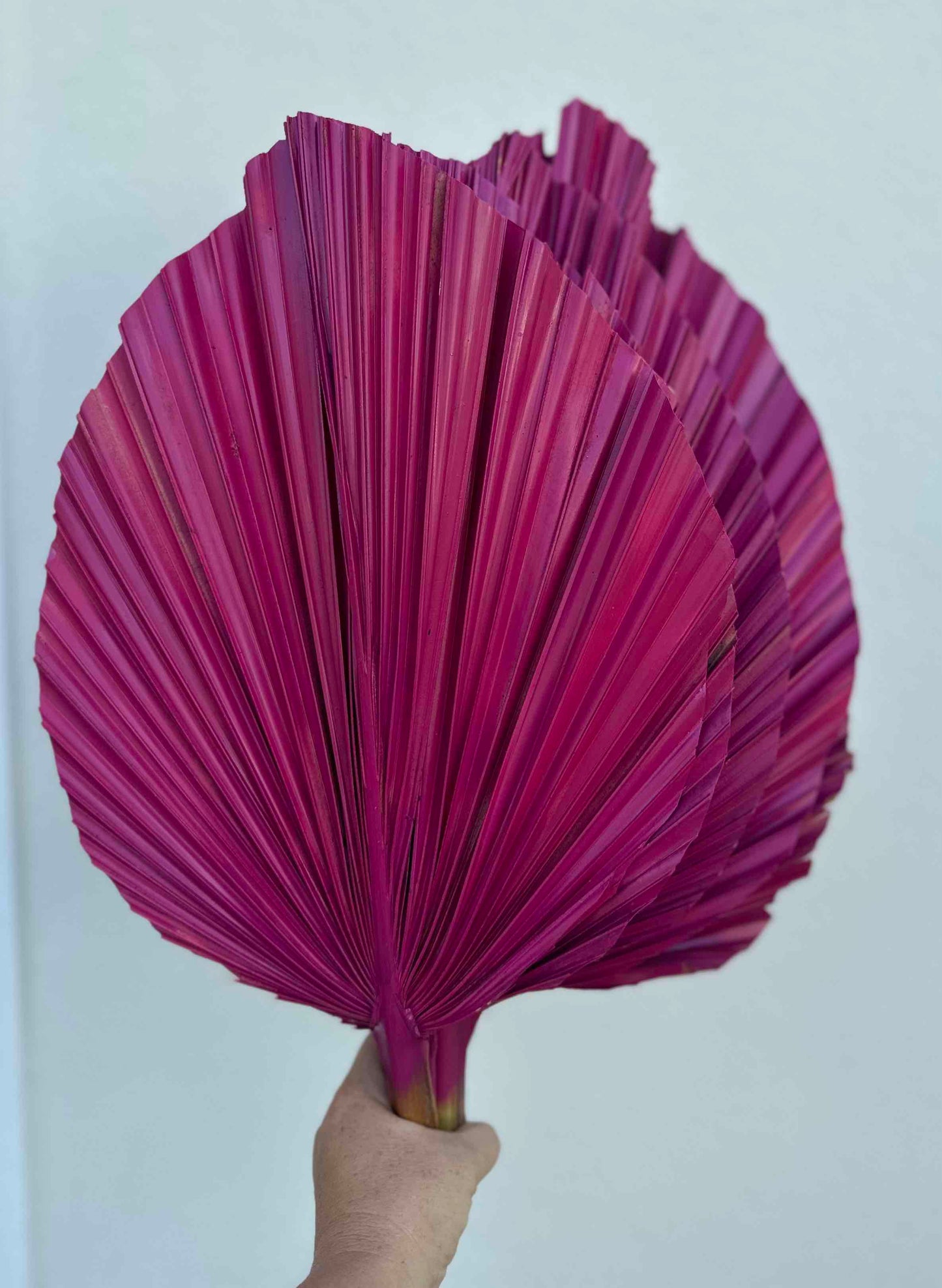 Includes 3 Palms: 12"W X 17"L Medium PINK Dried Palm Leaf | Palm Fan | Tropical Decor | DIY Floral Arrangements | Home | Party | Wedding | Boho Decor | Free Ships Flat, Ready to Use! 3 PCS