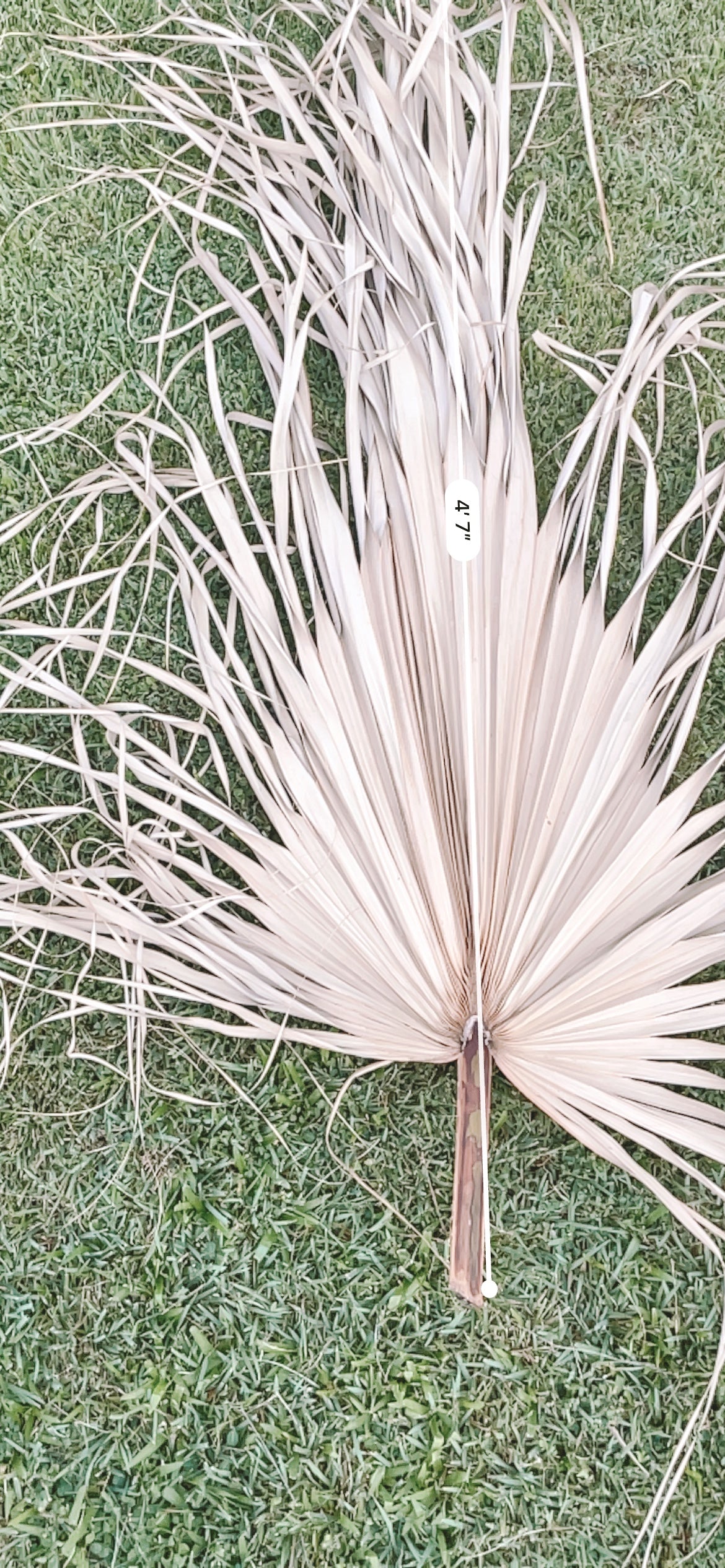 3ft. JUMBO Palm Leaf, Wispy-Ended Dried Palm Leaves, Beige Palm, Natural Sun-Dried Palm Leaf, Boho Home Decor, Wedding Party, Wall Decor, XL Large Dried Flowers