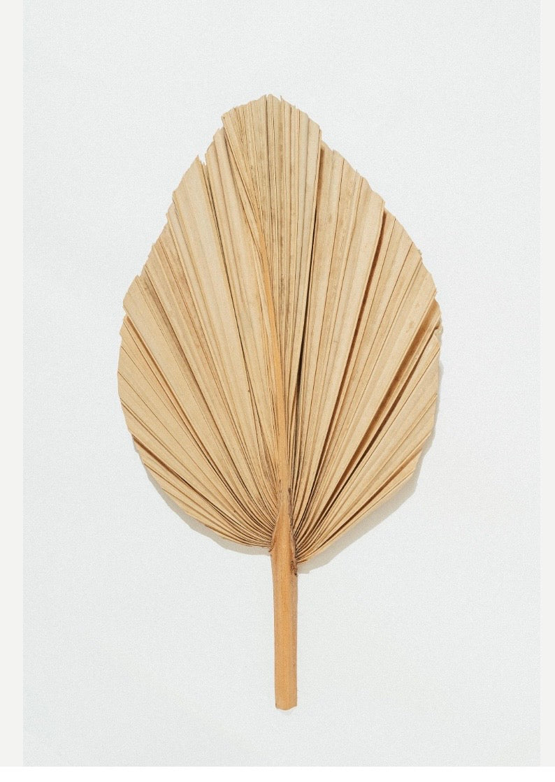 Includes 3 Palms: 12"W X 17"L Medium BEIGE Neutral Dried Palm Leaf | Palm Fan | Tropical Decor | DIY Floral Arrangements | Home | Party | Wedding | Boho Decor | Free Ships Flat, Ready to Use! 3 PCS