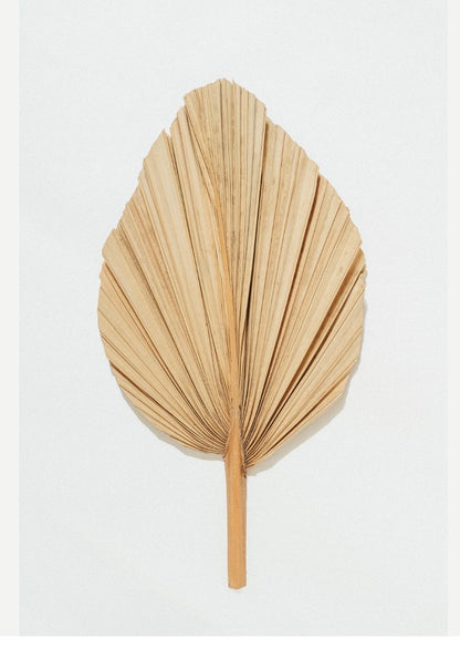 Includes 3 Palms: 12"W X 17"L Medium BEIGE Neutral Dried Palm Leaf | Palm Fan | Tropical Decor | DIY Floral Arrangements | Home | Party | Wedding | Boho Decor | Free Ships Flat, Ready to Use! 3 PCS