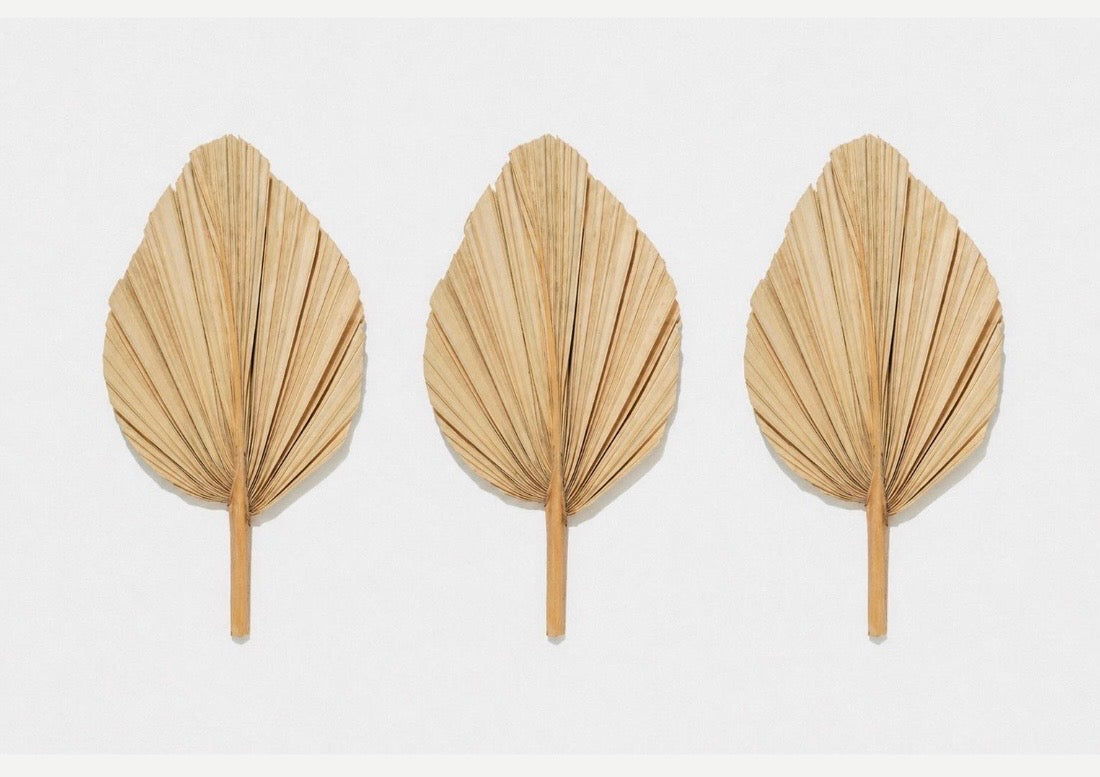 Includes 3 Palms: 12"W X 17"L Medium BEIGE Neutral Dried Palm Leaf | Palm Fan | Tropical Decor | DIY Floral Arrangements | Home | Party | Wedding | Boho Decor | Free Ships Flat, Ready to Use! 3 PCS