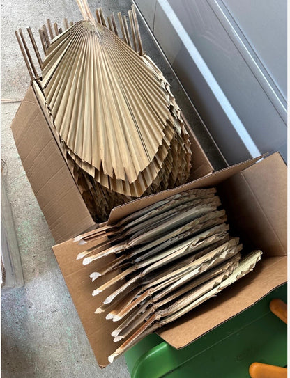 Includes 3 Palms: 12"W X 17"L Medium BEIGE Neutral Dried Palm Leaf | Palm Fan | Tropical Decor | DIY Floral Arrangements | Home | Party | Wedding | Boho Decor | Free Ships Flat, Ready to Use! 3 PCS