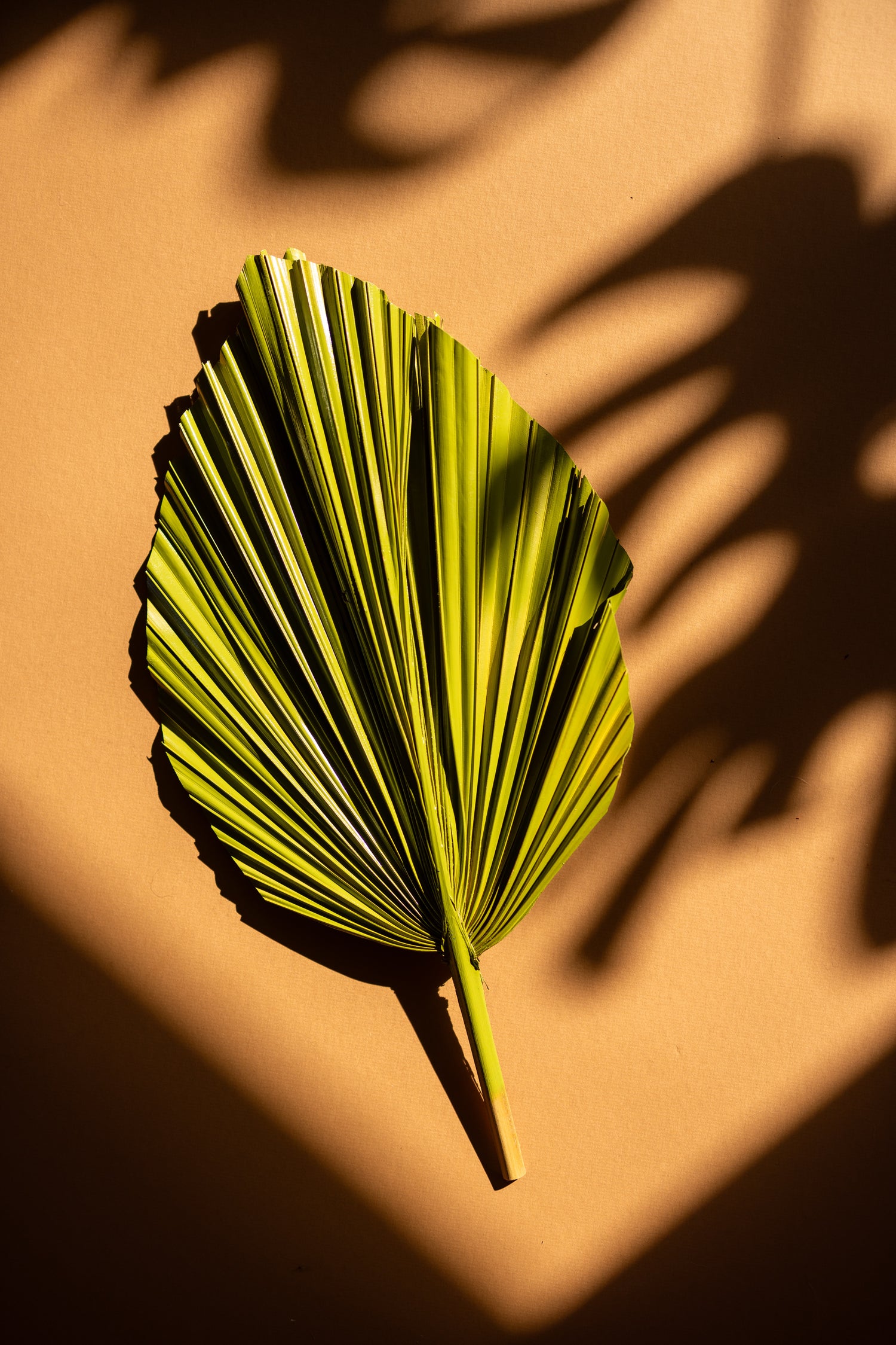 NEW! Moss Green Hand-Painted Palm Leaves Set of 3 Piece Tropical Dried Leaves for Decorations Organic Natural Wedding Backdrops & Photoshoot