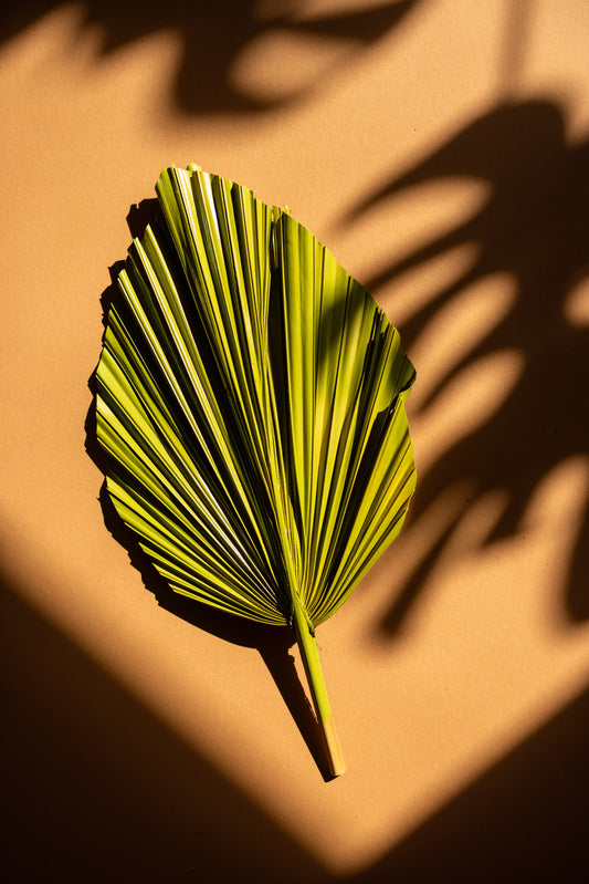 NEW! Moss Green Hand-Painted Palm Leaves Set of 3 Piece Tropical Dried Leaves for Decorations Organic Natural Wedding Backdrops & Photoshoot