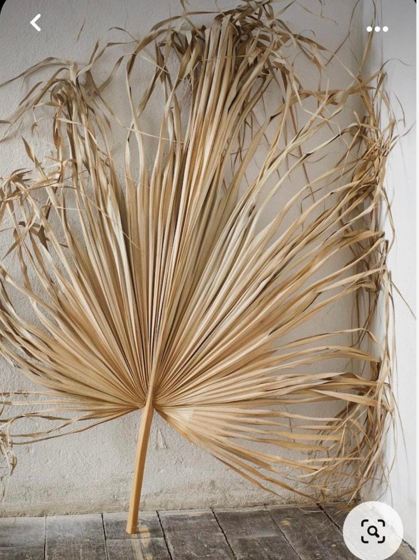 3ft. JUMBO Palm Leaf, Wispy-Ended Dried Palm Leaves, Beige Palm, Natural Sun-Dried Palm Leaf, 🌿 Luxe Dried Palm Leaves – Natural Minimalist Statement Décor
