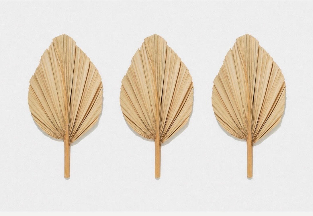 Includes 3 Palms: 12"W X 17"L Medium BEIGE Neutral Dried Palm Leaf | Palm Fan | Tropical Decor | DIY Floral Arrangements | Home | Party | Wedding | Boho Decor | Free Ships Flat, Ready to Use! 3 PCS