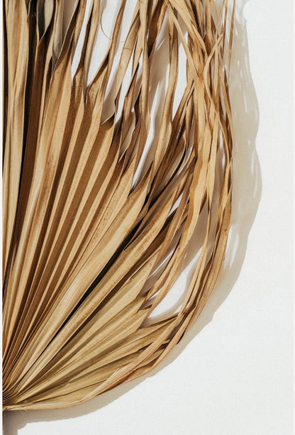 3ft. JUMBO Palm Leaf, Wispy-Ended Dried Palm Leaves, Beige Palm, Natural Sun-Dried Palm Leaf, 🌿 Luxe Dried Palm Leaves – Natural Minimalist Statement Décor