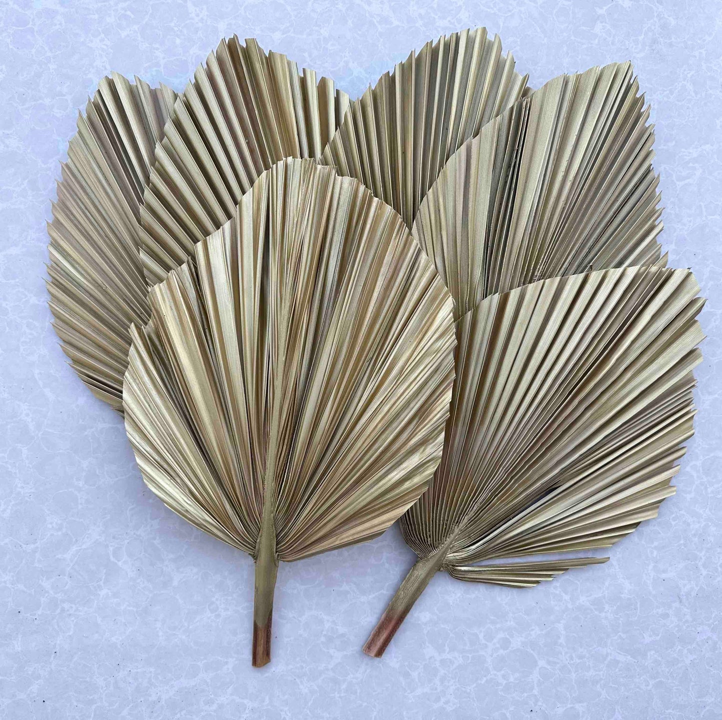 14" GOLD Dried Palm Leaf, Palm Frond, Home/Party/Wedding Boho Decor