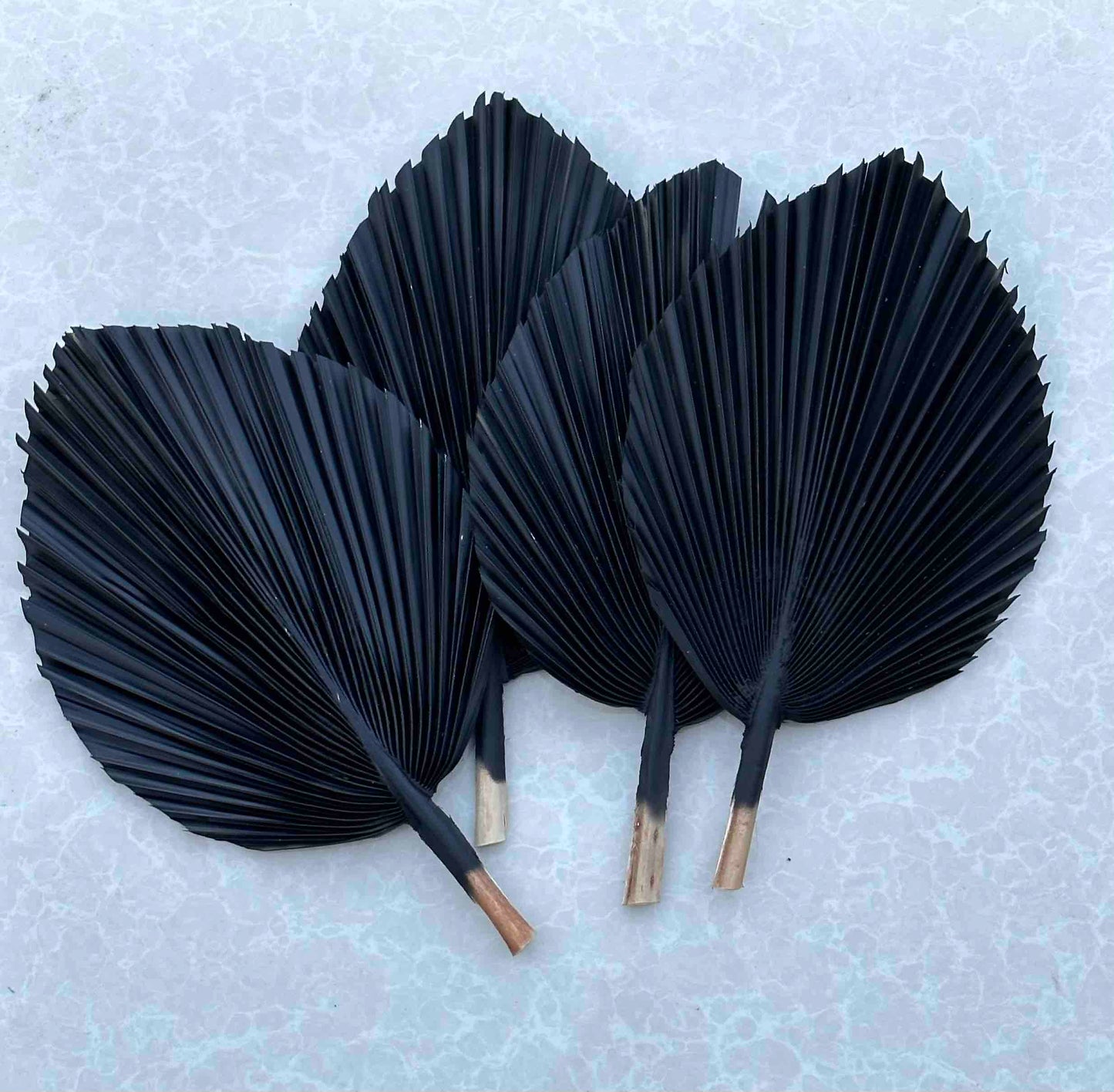 14" CHARCOAL Dried Palm Leaf, Palm Frond, Home/Party/Wedding Decor