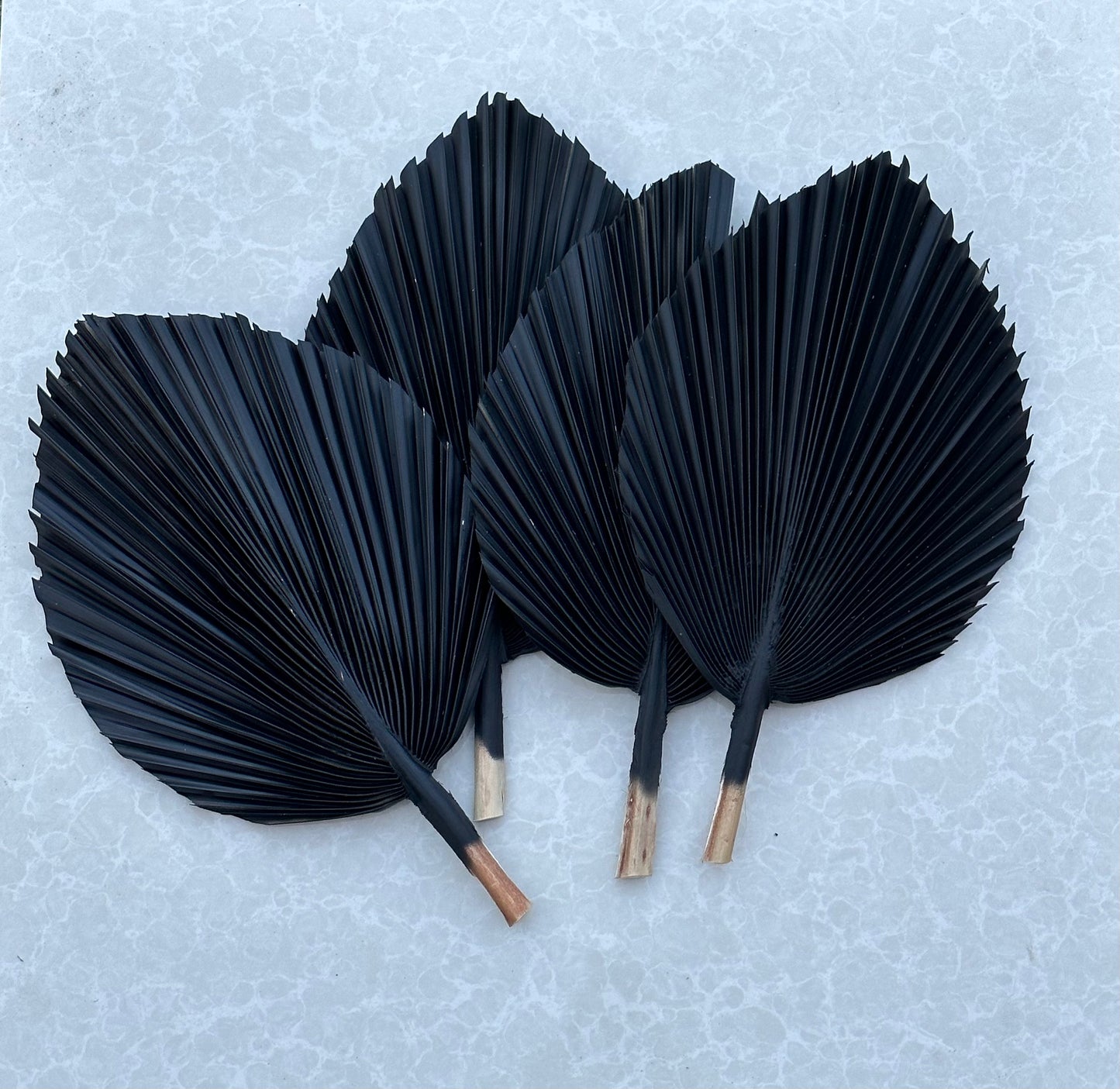 14" CHARCOAL Dried Palm Leaf, Palm Frond, Home/Party/Wedding Boho Decor