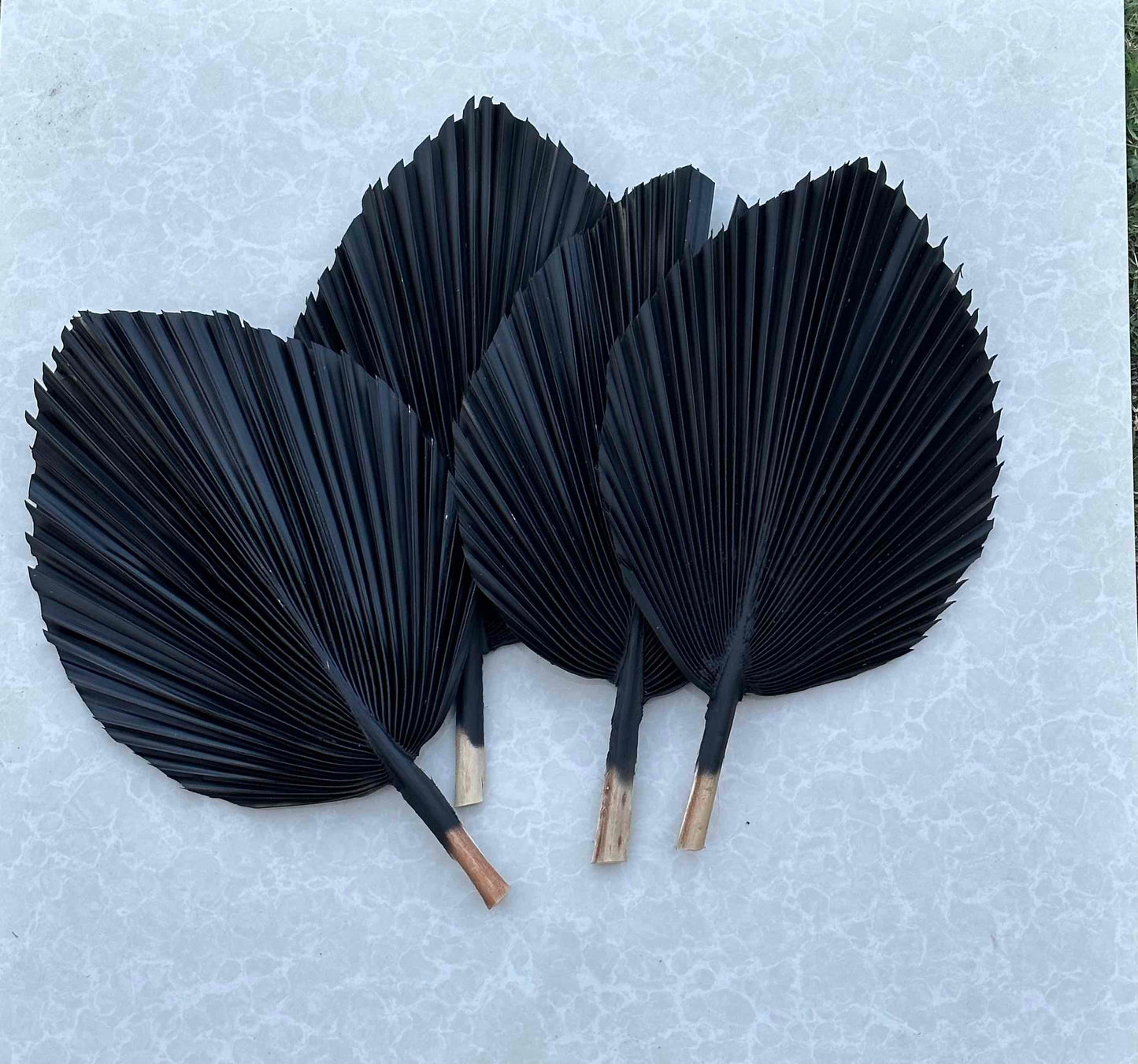 14" CHARCOAL Dried Palm Leaf, Palm Frond, Home/Party/Wedding Boho Decor