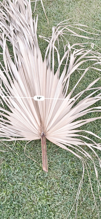 3ft. JUMBO Palm Leaf, Wispy-Ended Dried Palm Leaves, Beige Palm, Natural Sun-Dried Palm Leaf, 🌿 Luxe Dried Palm Leaves – Natural Minimalist Statement Décor