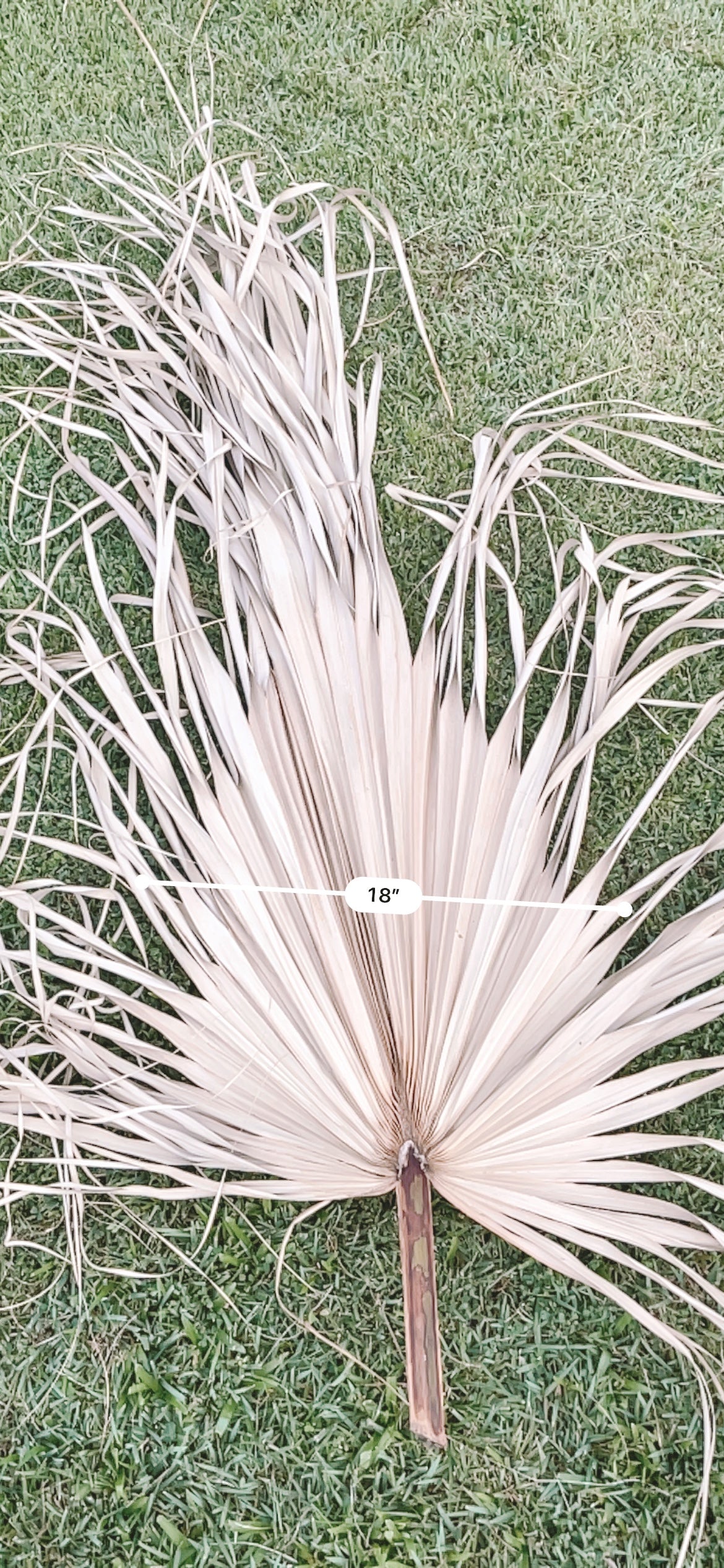 3ft. JUMBO Sun-Dried Wild Untouched Palm Leaf Wispy Frond