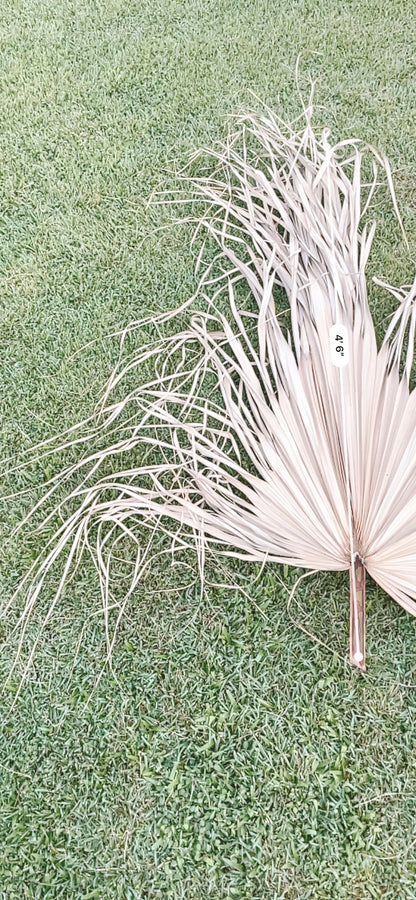 3ft. JUMBO Palm Leaf, Wispy-Ended Dried Palm Leaves, Beige Palm, Natural Sun-Dried Palm Leaf, 🌿 Luxe Dried Palm Leaves – Natural Minimalist Statement Décor