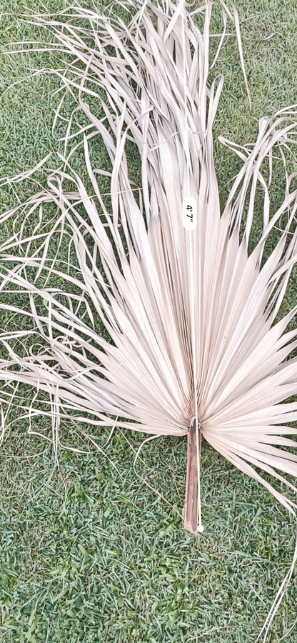 3ft. JUMBO Palm Leaf, Wispy-Ended Dried Palm Leaves, Beige Palm, Natural Sun-Dried Palm Leaf, 🌿 Luxe Dried Palm Leaves – Natural Minimalist Statement Décor